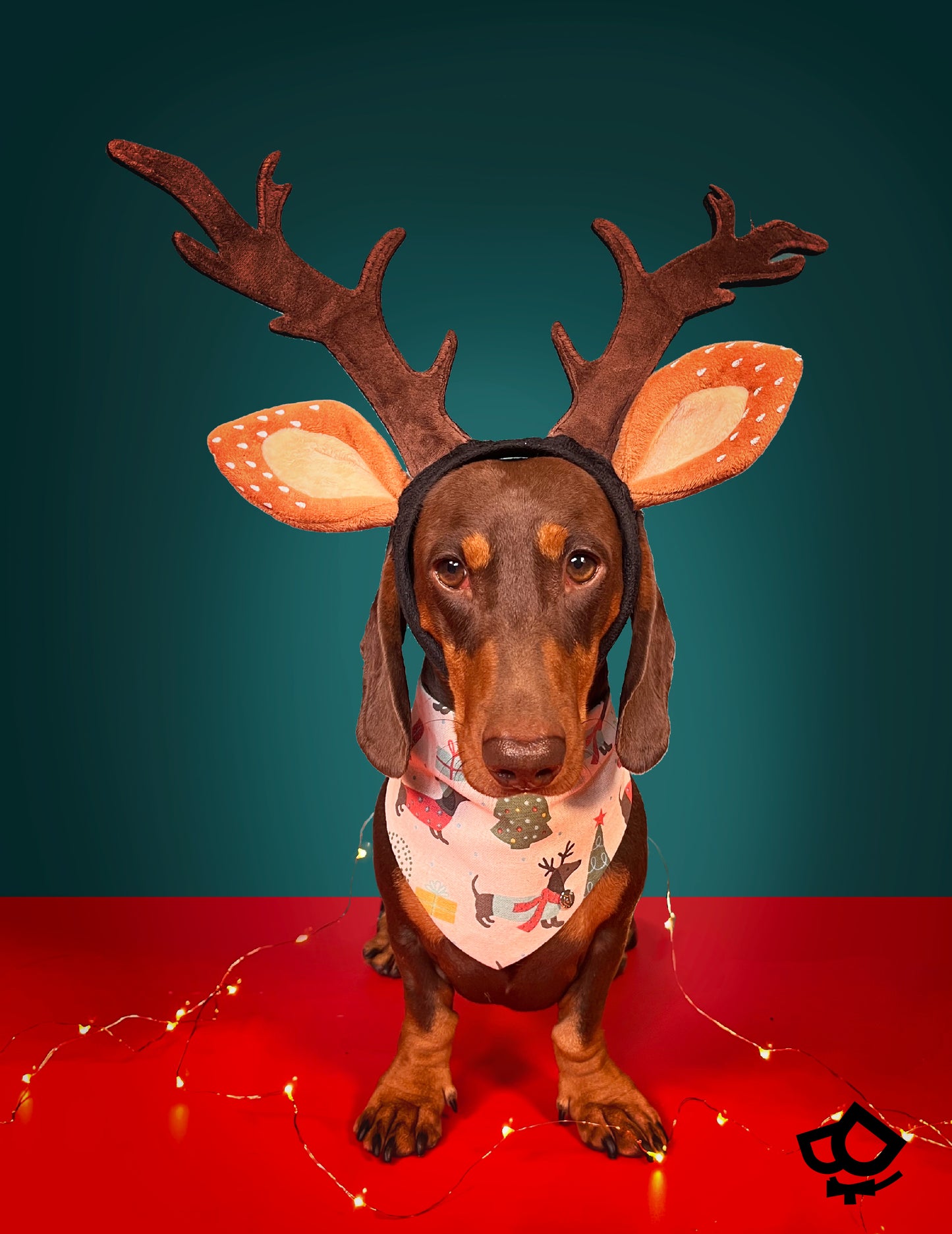 Merry Dachshunds' Christmas