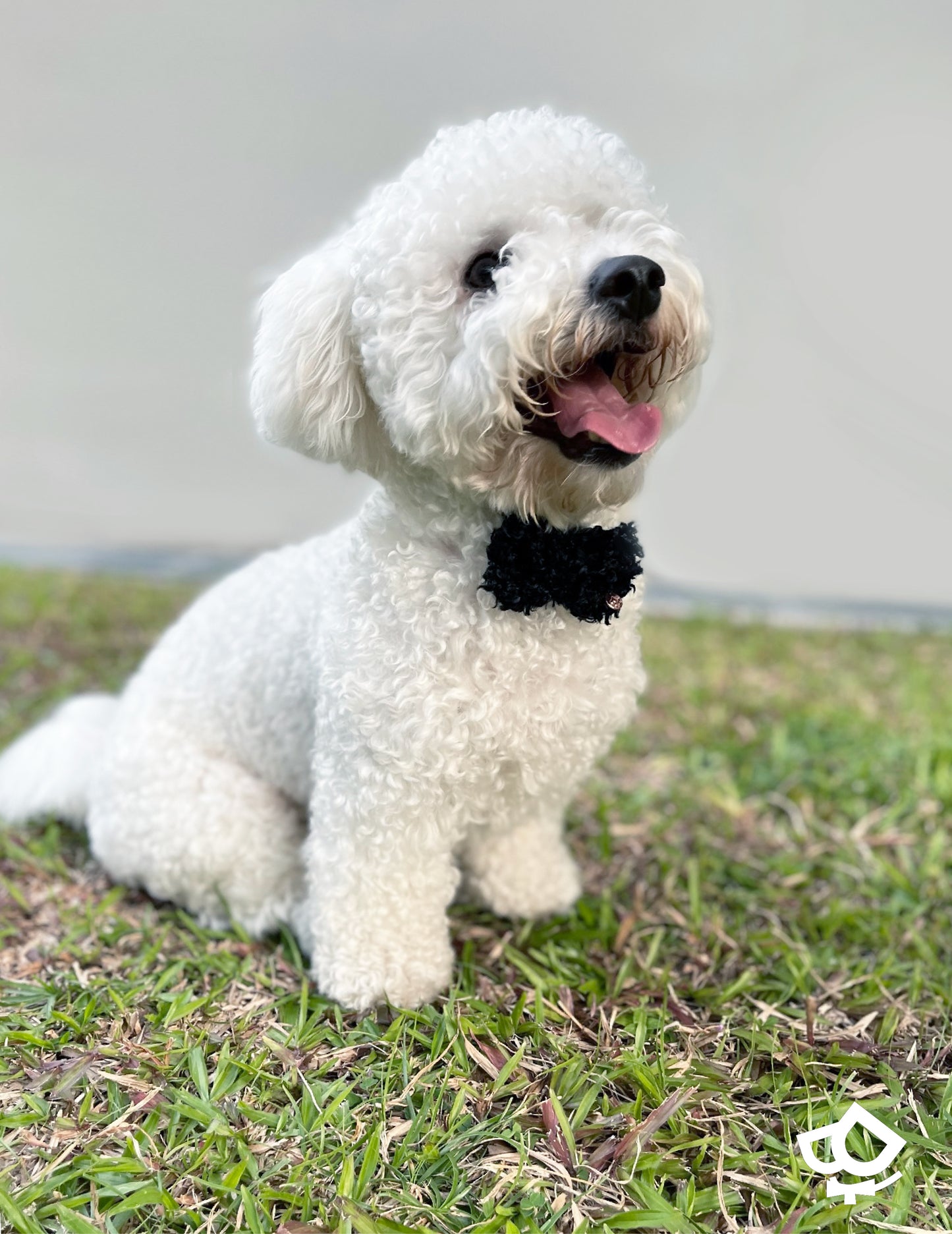 Second Fur - Love My Curls Bowtie